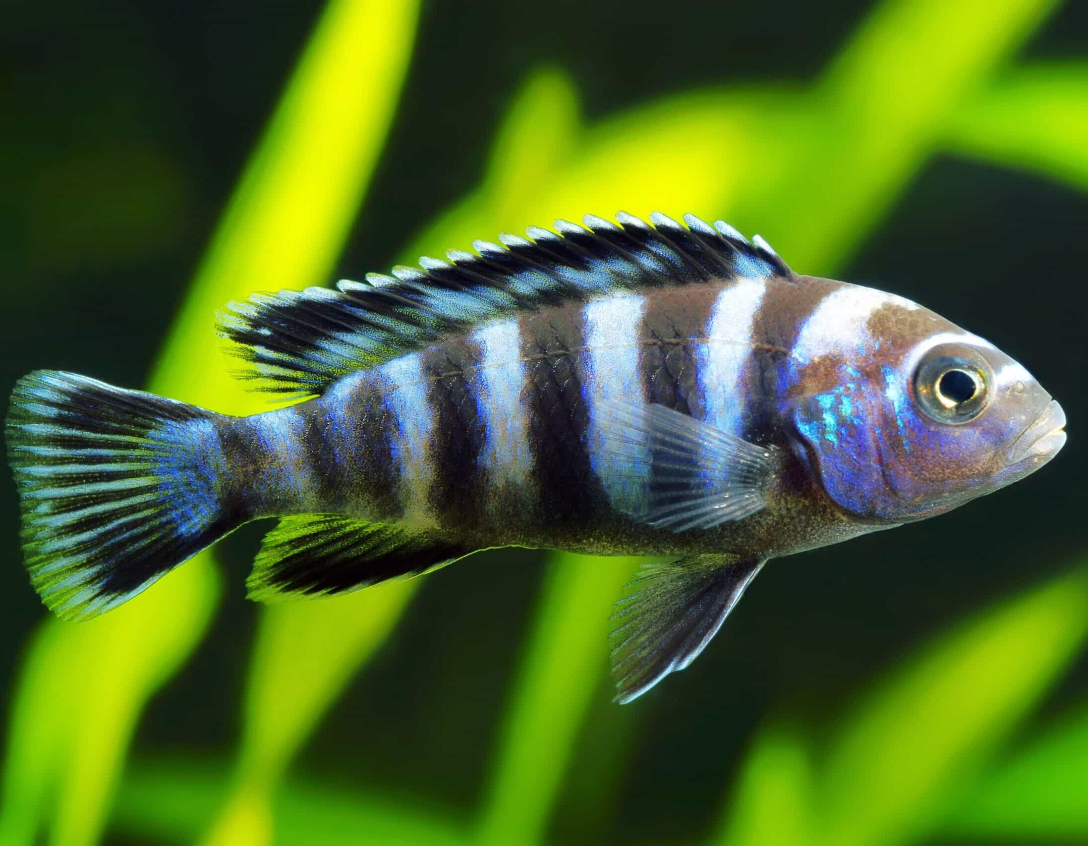 10 Diseases That Affect Cichlids! (and how to cure them) - Carlys 