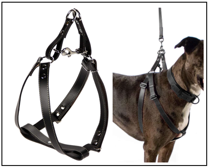 Best types of harnesses for Golden Irishes 