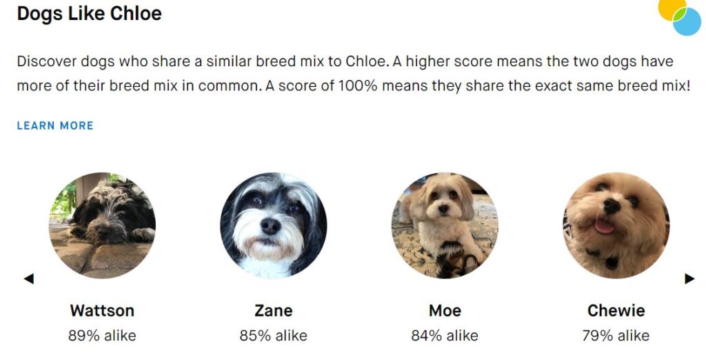 Best DNA tests for large dogs