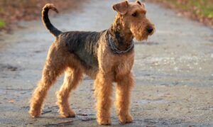 Best DRY Dog Foods for Airedale Terriers