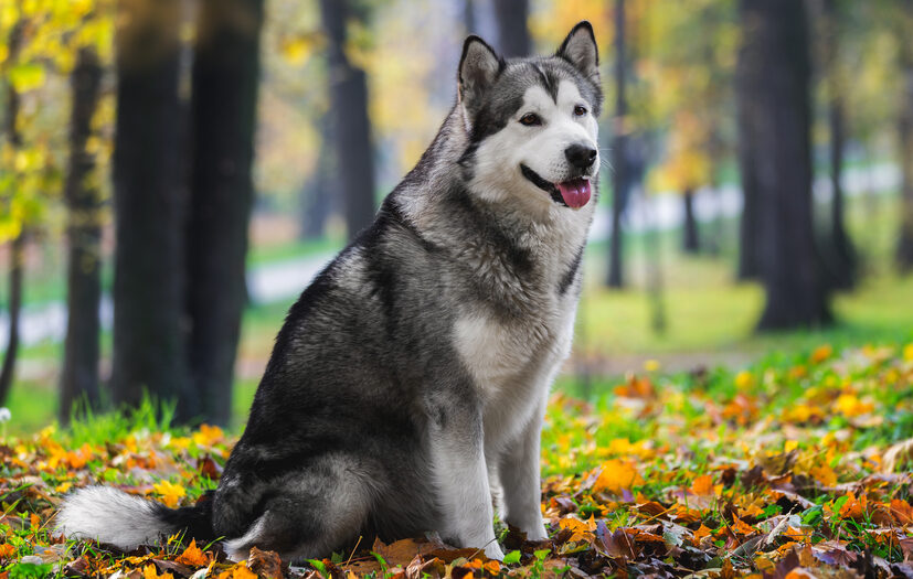 10 Best PUPPY Foods for Alaskan Malamutes! (2024) Carly's Creatures