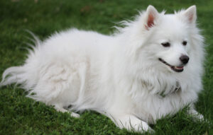 BEST Dog Foods for American Eskimo Dogs