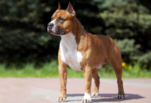 Best DRY Dog Foods for American Staffordshire Terriers
