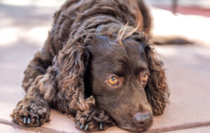 BEST Dog Foods for American Water Spaniels