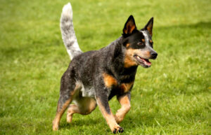 Best DNA Tests for Australian Cattle Dogs