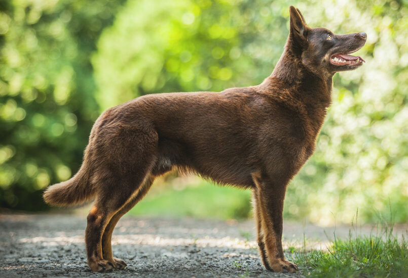 3 Best DNA Tests for Australian Kelpies! (2024) Carly's Creatures