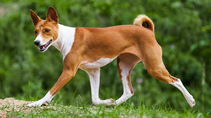 12 Best Doggie Doors For Basenjis! (2024) - Carly's Creatures