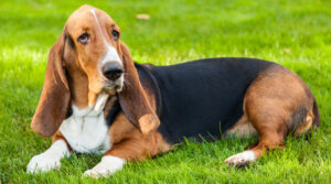 BEST Invisible Fences For Basset Hounds