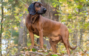 Best DRY Dog Foods for Bavarian Mountain Hounds