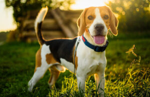 BEST Harnesses for Beagles