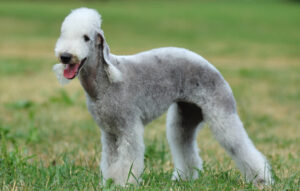BEST Leashes for Bedlington Terriers