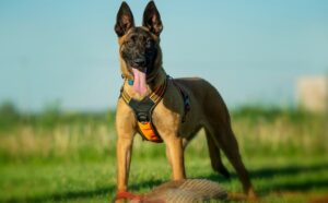 BEST Invisible Fences For Belgian Shepherds