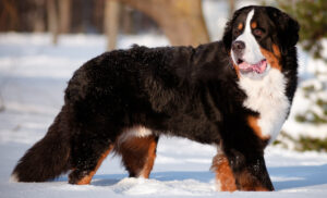 Best DRY Dog Foods for Bernese Mountain Dogs