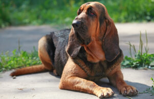 Best DRY Dog Foods for Bloodhounds