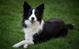 Best DRY Dog Foods for Border Collies