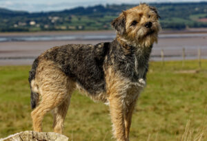 Best DRY Dog Foods for Border Terriers