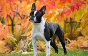 Best DRY Dog Foods for Boston Terriers