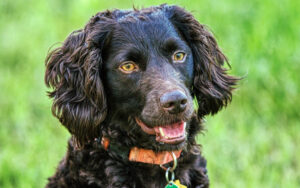 Best DNA Tests for Boykin Spaniels