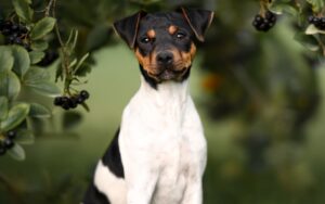 Best GRAIN-FREE Foods for Brazilian Terriers