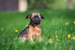 Best DRY Dog Foods for Brussels Griffons
