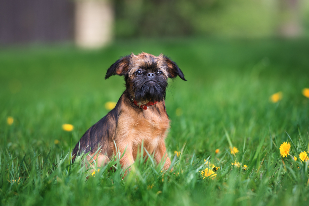 9 Best PUPPY Foods for Brussels Griffons! (2024) Carly's Creatures