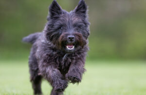 Best DRY Dog Foods for Cairn Terriers