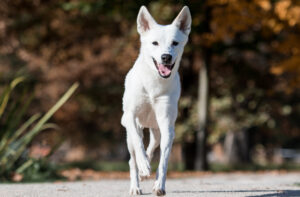 Best DRY Dog Foods for Canaan Dogs