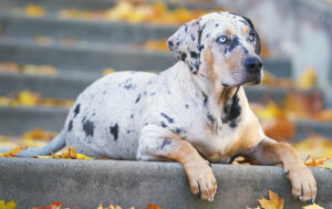 Best PUPPY Foods for Catahoula Leopard Dogs