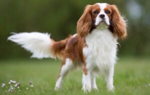 Best DRY Dog Foods for Cavalier King Charles Spaniels