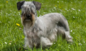 Best DNA Tests for Cesky Terriers