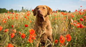 Best DNA Tests for Chesapeake Bay Retrievers