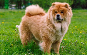 Best DRY Dog Foods for Chow Chows