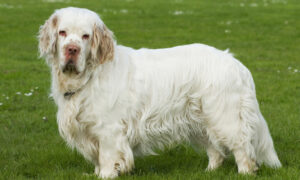 Best DRY Dog Foods for Clumber Spaniels