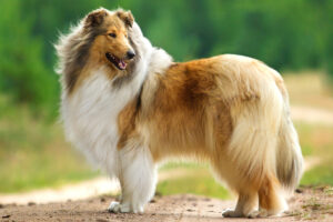 Best DRY Dog Foods for Collies