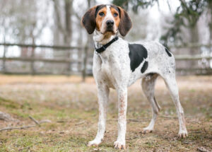 Best DRY Dog Foods for Coonhounds