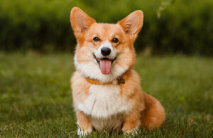 Best PUPPY Foods for Corgis