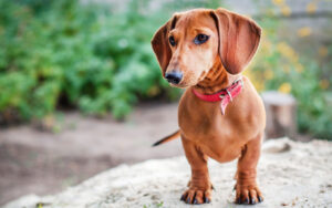 Best DRY Dog Foods for Dachshunds