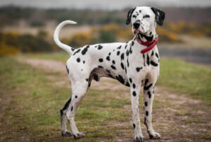 Best DRY Dog Foods for Dalmatians