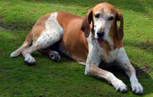 Best DRY Dog Foods for English Coonhounds