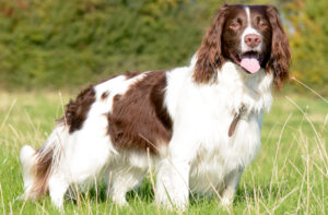 Best PUPPY Foods for English Springer Spaniels