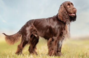 Best DRY Dog Foods for Field Spaniels
