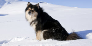 BEST Dog Beds for Finnish Lapphunds
