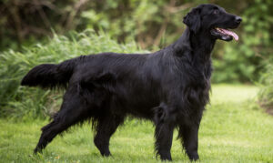BEST Dog Foods for Flat-Coated Retrievers