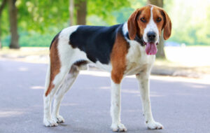 Best DRY Dog Foods for Foxhounds