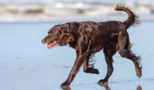 Best DRY Dog Foods for German Longhaired Pointers