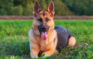 BEST Leashes for German Shepherds