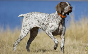 Best DRY Dog Foods for German Shorthaired Pointers