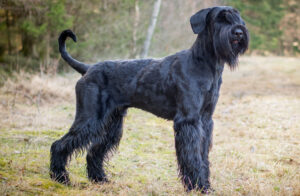 Best DRY Dog Foods for Giant Schnauzers
