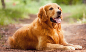 Best PET INSURANCE for Golden Retrievers