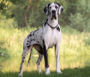Best DRY Dog Foods for Great Danes